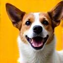 マックス（犬）の顔写真